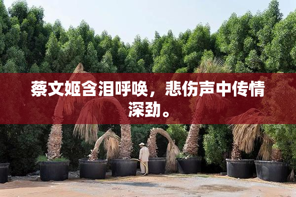 蔡文姬含泪呼唤，悲伤声中传情深劲。