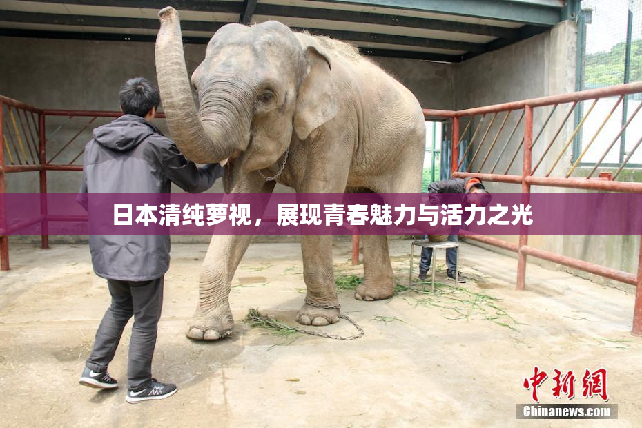 日本清纯萝视，展现青春魅力与活力之光