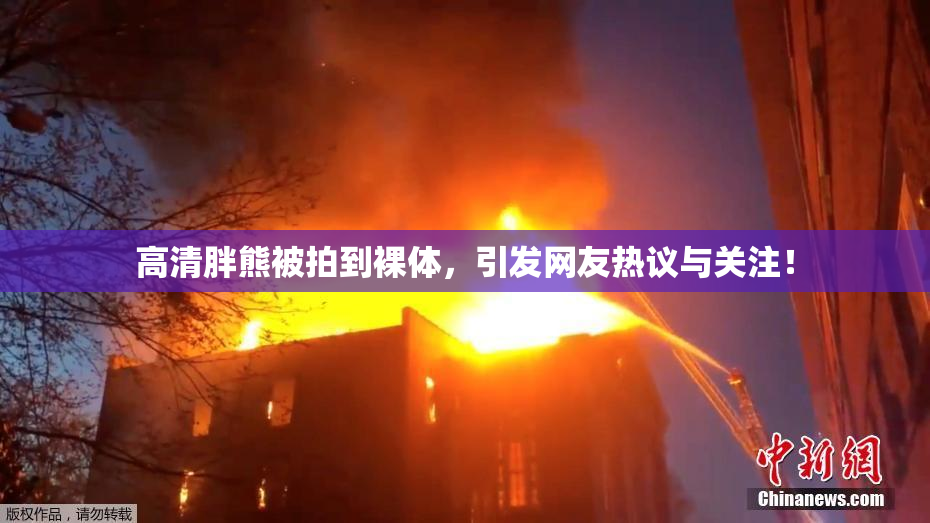 高清胖熊被拍到裸体，引发网友热议与关注！