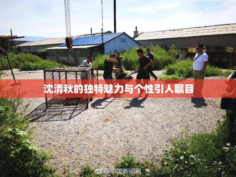 沈清秋的独特魅力与个性引人瞩目