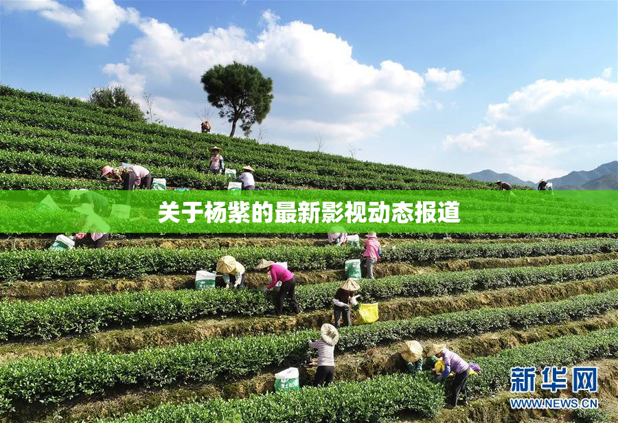关于杨紫的最新影视动态报道