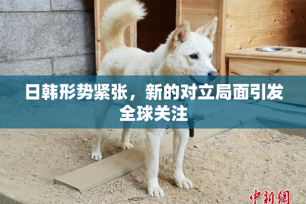 日韩形势紧张，新的对立局面引发全球关注