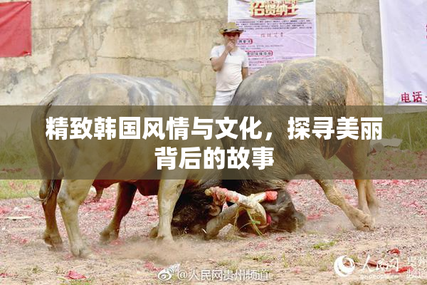 精致韩国风情与文化，探寻美丽背后的故事