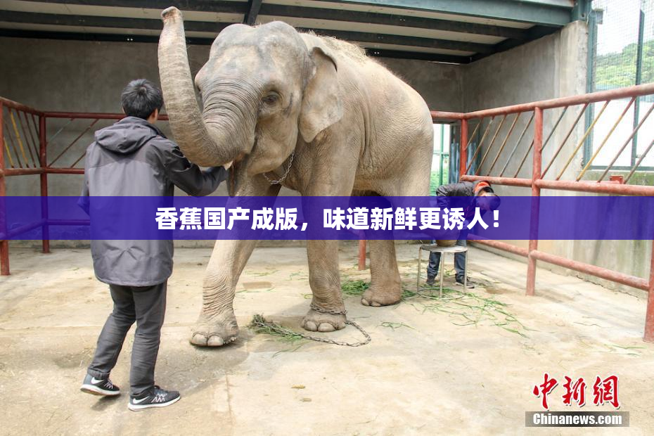 香蕉国产成版，味道新鲜更诱人！