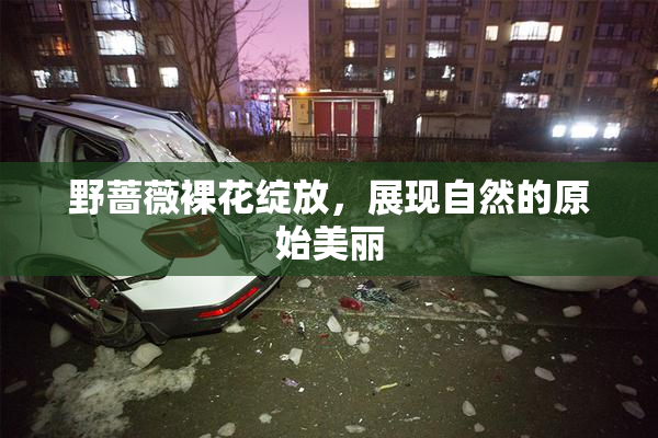 野蔷薇裸花绽放，展现自然的原始美丽