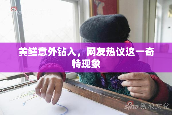 黄鳝意外钻入，网友热议这一奇特现象