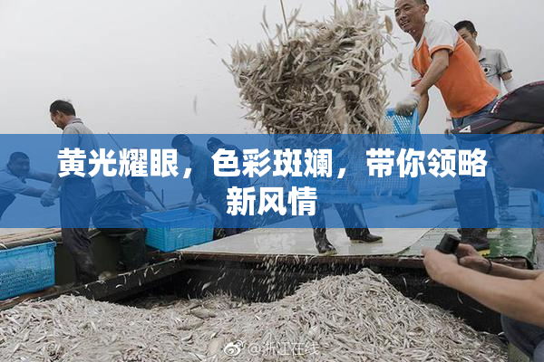 黄光耀眼，色彩斑斓，带你领略新风情