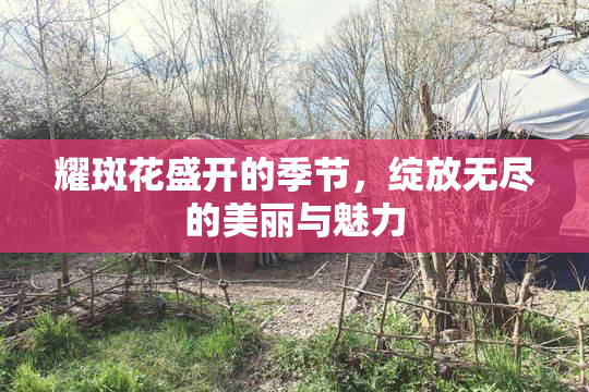 耀斑花盛开的季节，绽放无尽的美丽与魅力