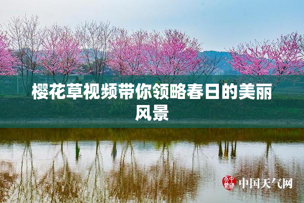 樱花草视频带你领略春日的美丽风景
