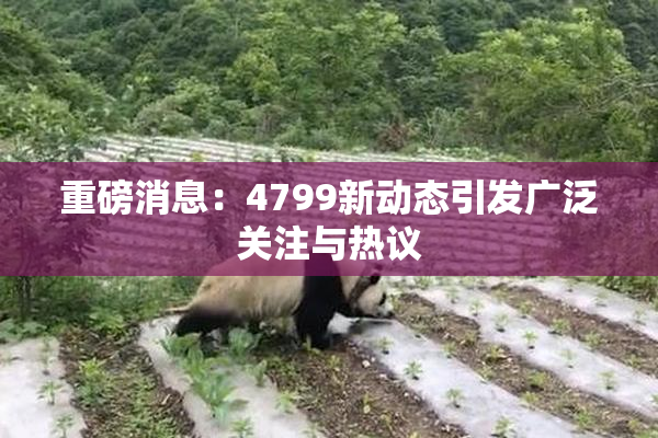 重磅消息：4799新动态引发广泛关注与热议