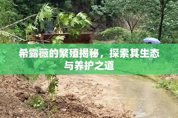 希露薇的繁殖揭秘，探索其生态与养护之道