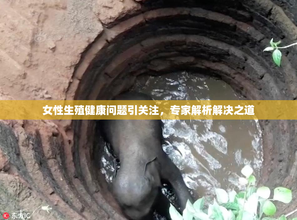 女性生殖健康问题引关注，专家解析解决之道