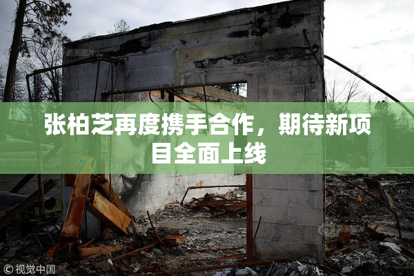 张柏芝再度携手合作，期待新项目全面上线