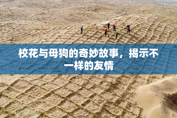 校花与母狗的奇妙故事，揭示不一样的友情