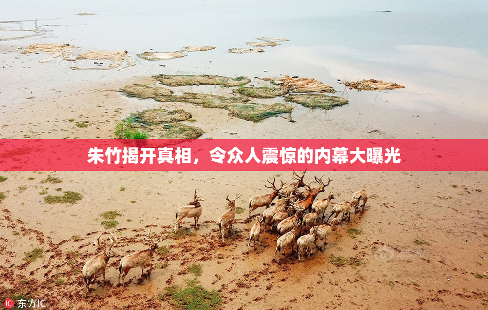 朱竹揭开真相，令众人震惊的内幕大曝光