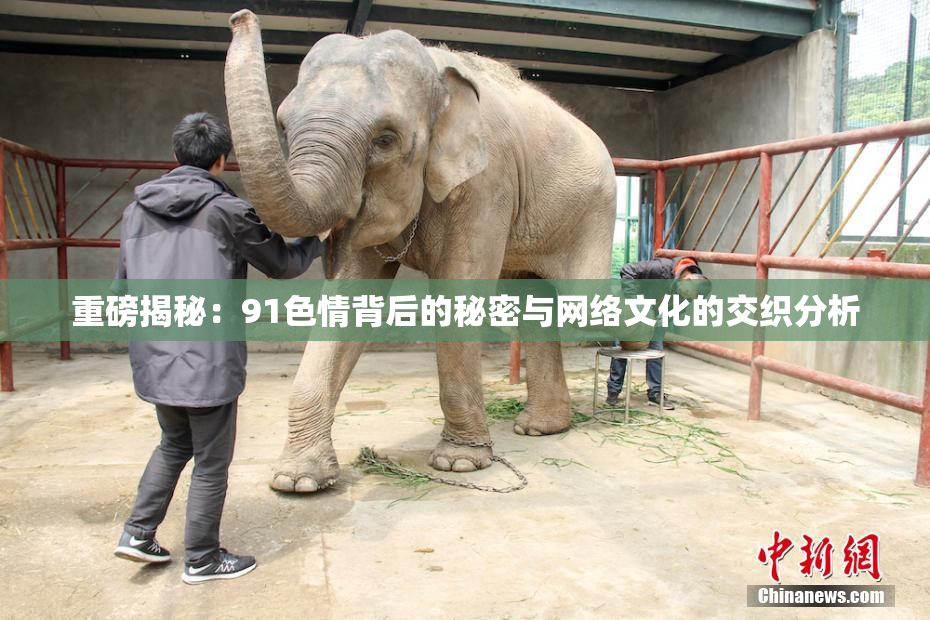 重磅揭秘：91色情背后的秘密与网络文化的交织分析