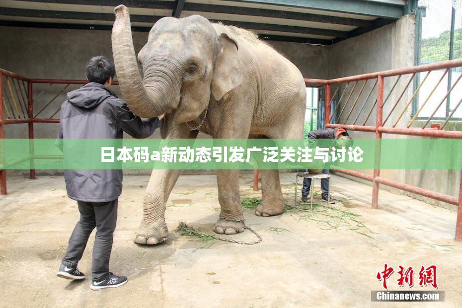 日本码a新动态引发广泛关注与讨论