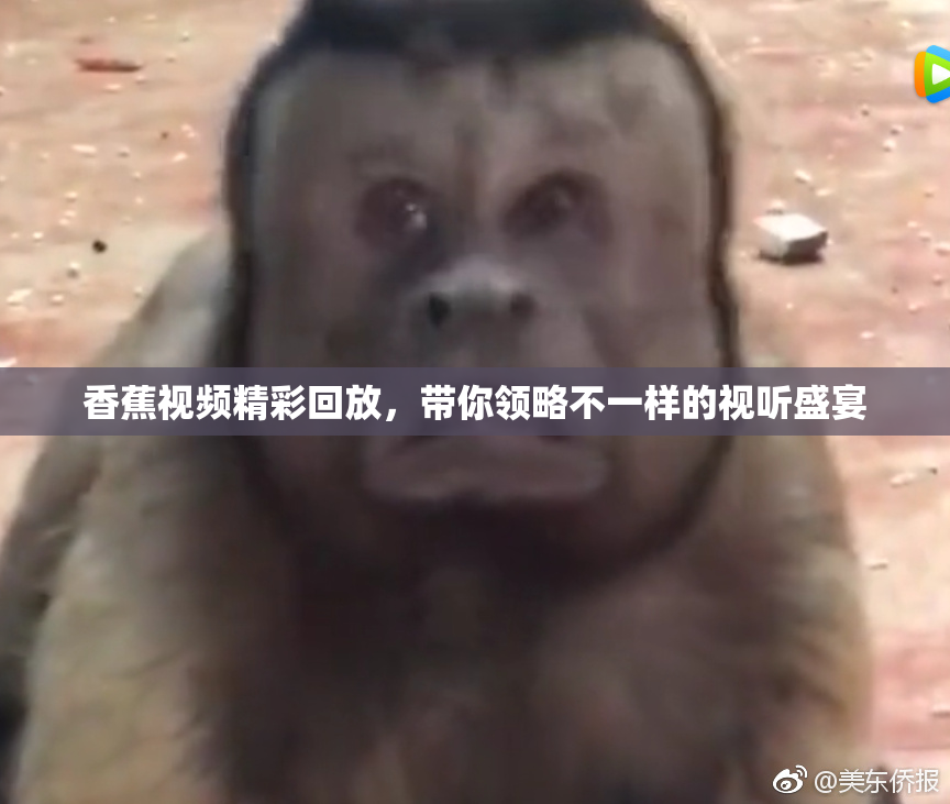 香蕉视频精彩回放，带你领略不一样的视听盛宴