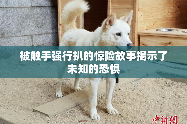 被触手强行扒的惊险故事揭示了未知的恐惧