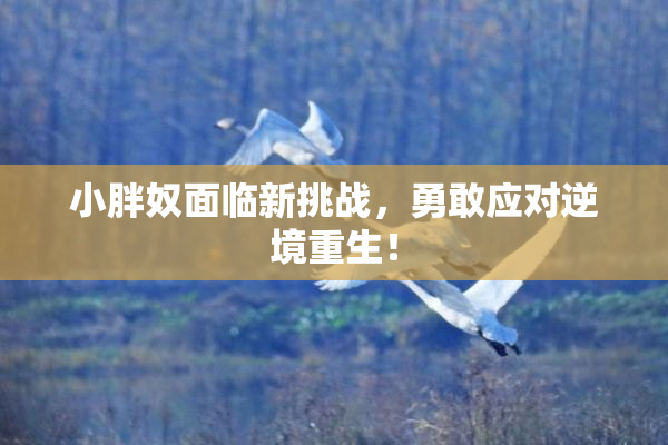 小胖奴面临新挑战，勇敢应对逆境重生！