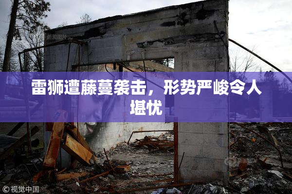 雷狮遭藤蔓袭击，形势严峻令人堪忧