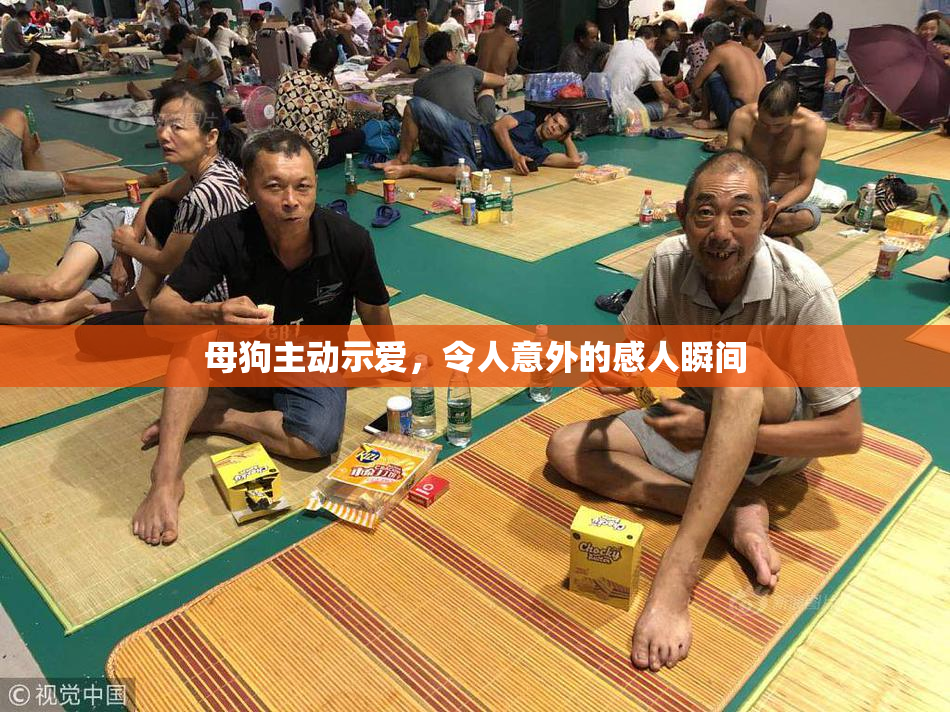 母狗主动示爱，令人意外的感人瞬间