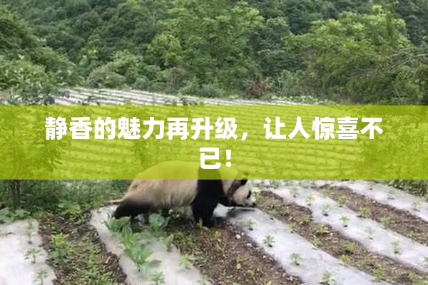 静香的魅力再升级，让人惊喜不已！