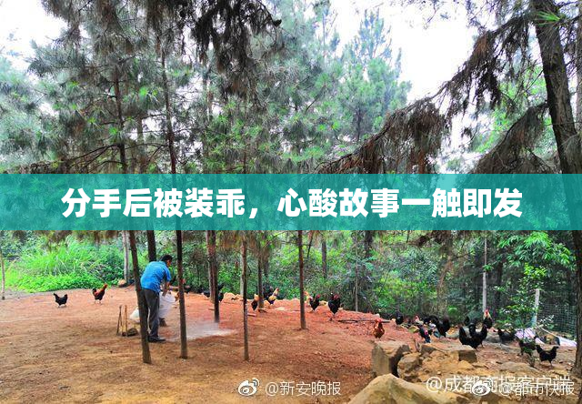 分手后被装乖，心酸故事一触即发