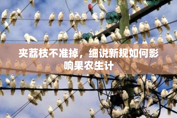 夹荔枝不准掉，细说新规如何影响果农生计