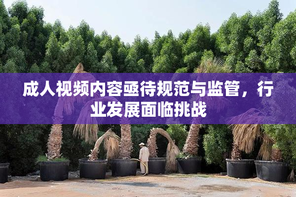 成人视频内容亟待规范与监管，行业发展面临挑战