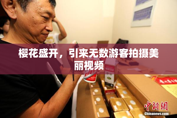 樱花盛开，引来无数游客拍摄美丽视频