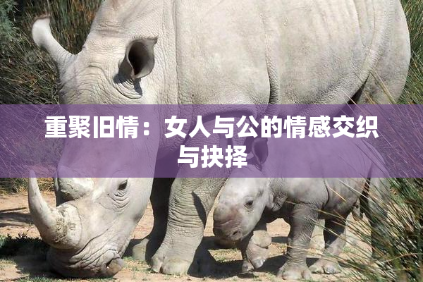 重聚旧情：女人与公的情感交织与抉择
