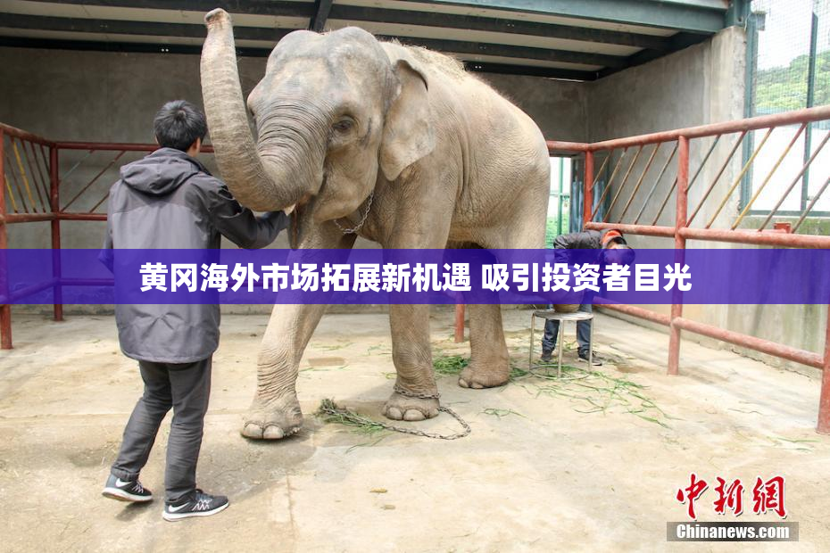 黄冈海外市场拓展新机遇 吸引投资者目光