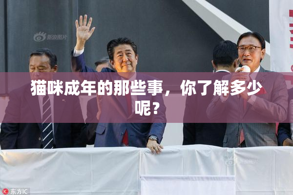 猫咪成年的那些事，你了解多少呢？