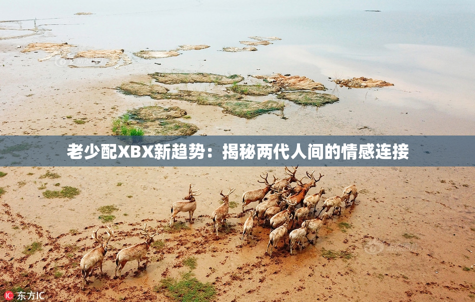 老少配XBX新趋势：揭秘两代人间的情感连接