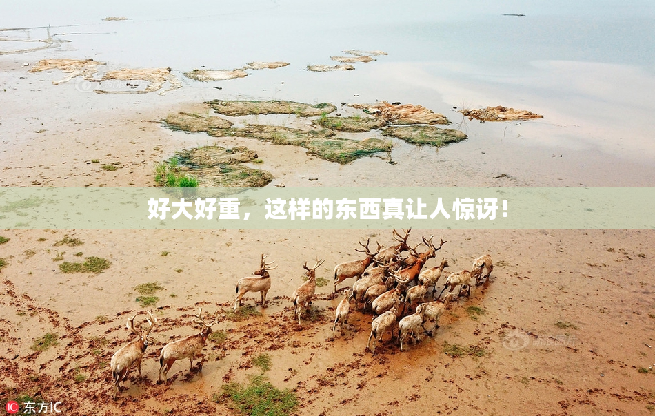 好大好重，这样的东西真让人惊讶！