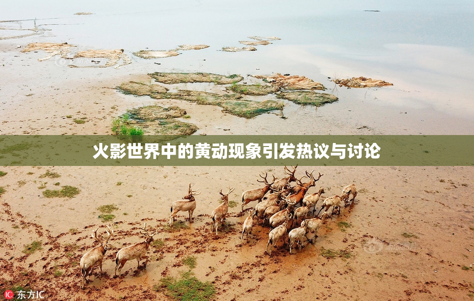 火影世界中的黄动现象引发热议与讨论