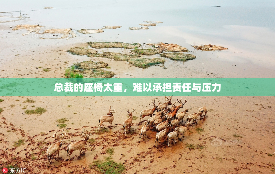 总裁的座椅太重，难以承担责任与压力