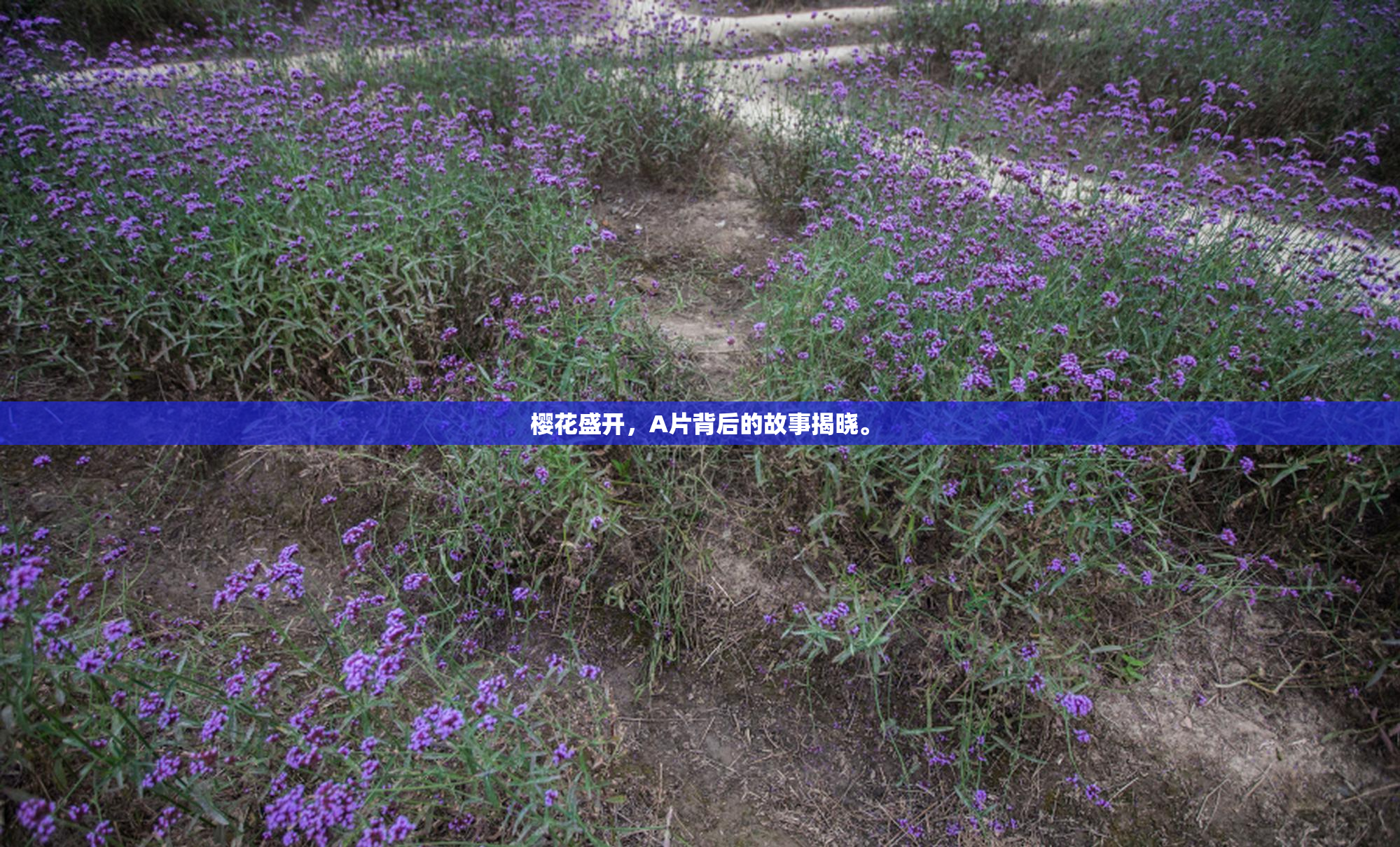 樱花盛开，A片背后的故事揭晓。