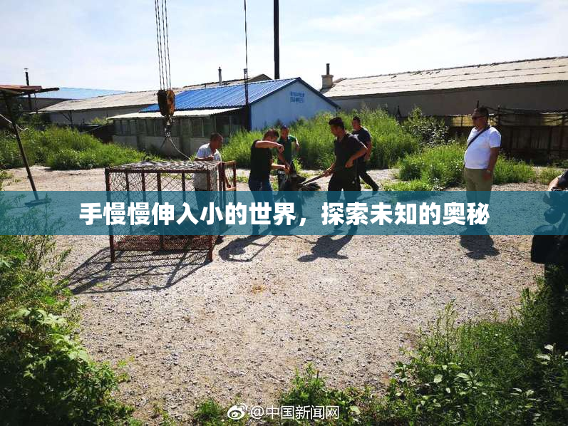 手慢慢伸入小的世界，探索未知的奥秘