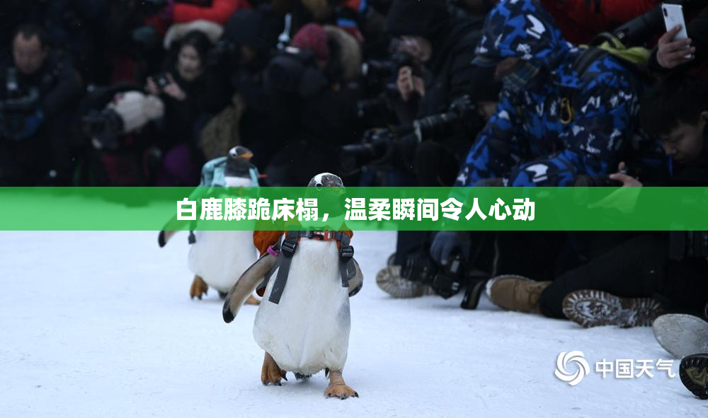 白鹿膝跪床榻，温柔瞬间令人心动
