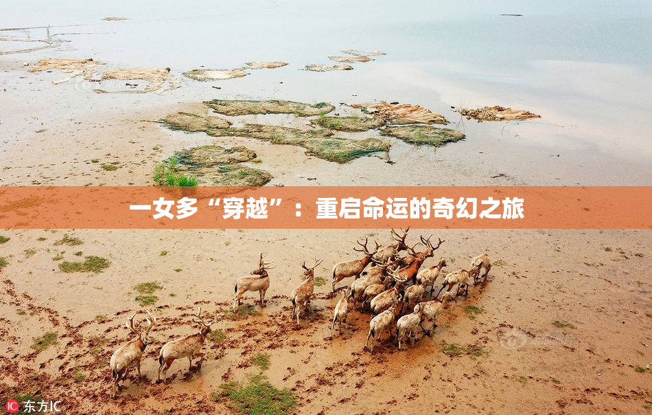 一女多“穿越”：重启命运的奇幻之旅