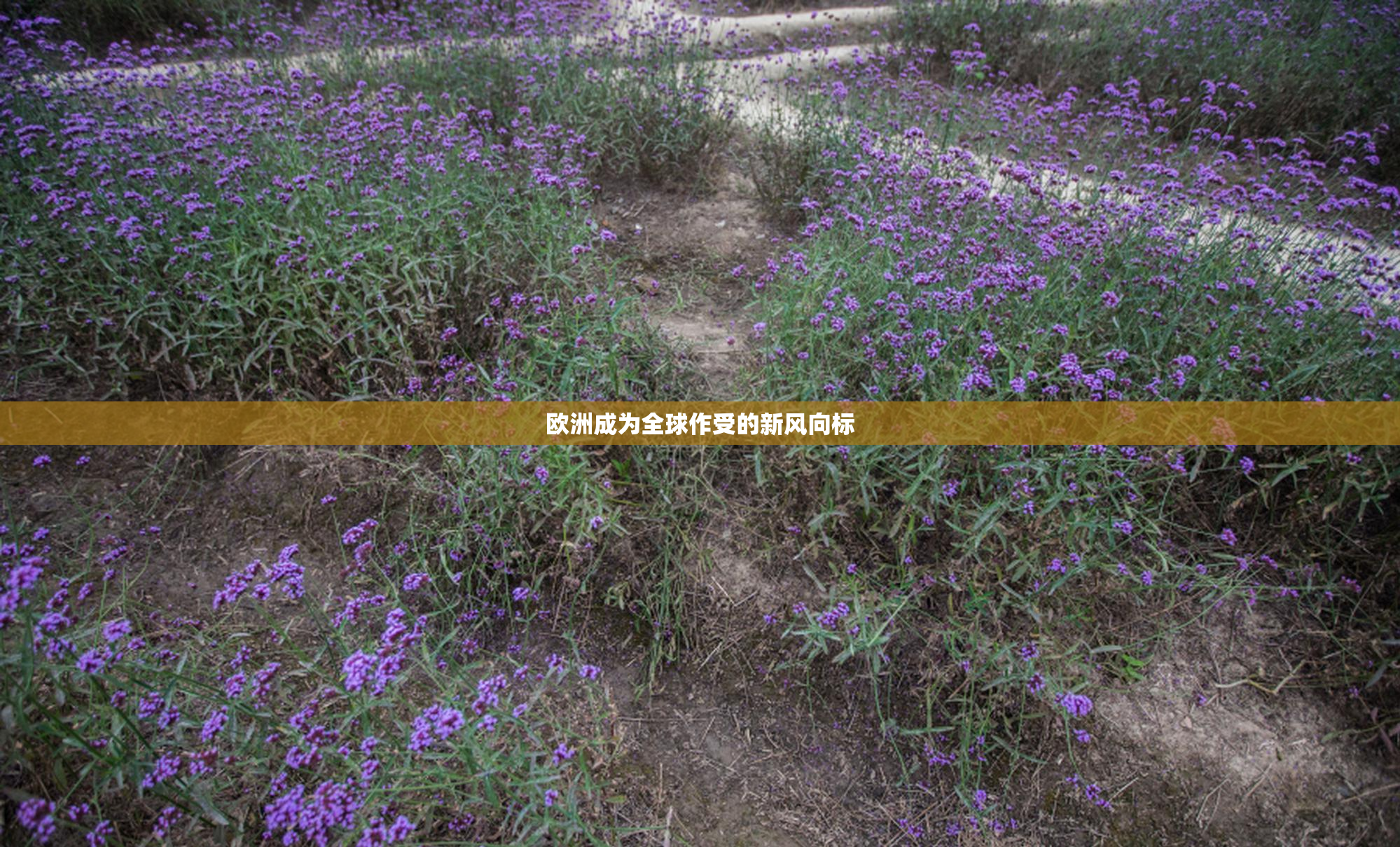 欧洲成为全球作受的新风向标
