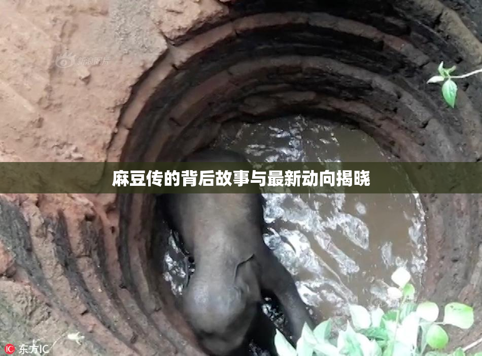 麻豆传的背后故事与最新动向揭晓