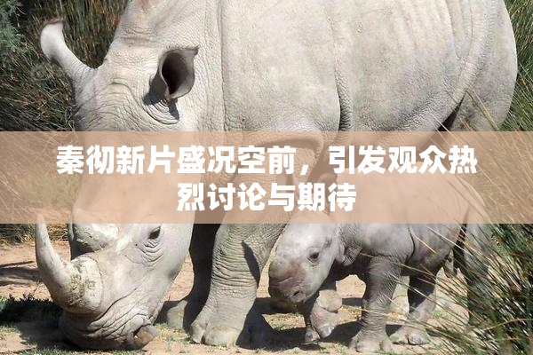 秦彻新片盛况空前，引发观众热烈讨论与期待