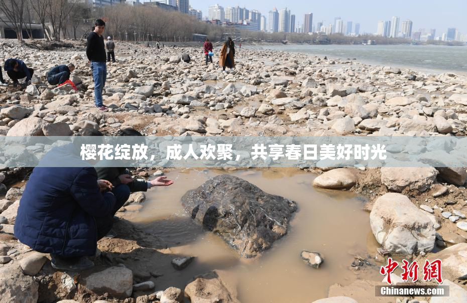 樱花绽放，成人欢聚，共享春日美好时光