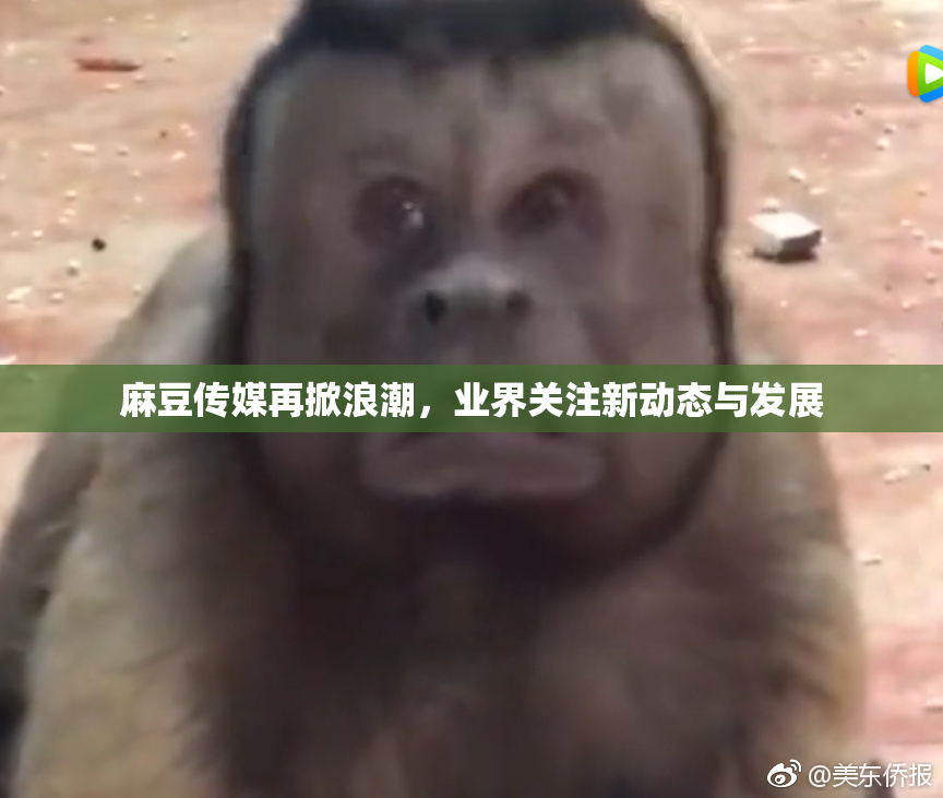麻豆传媒再掀浪潮，业界关注新动态与发展