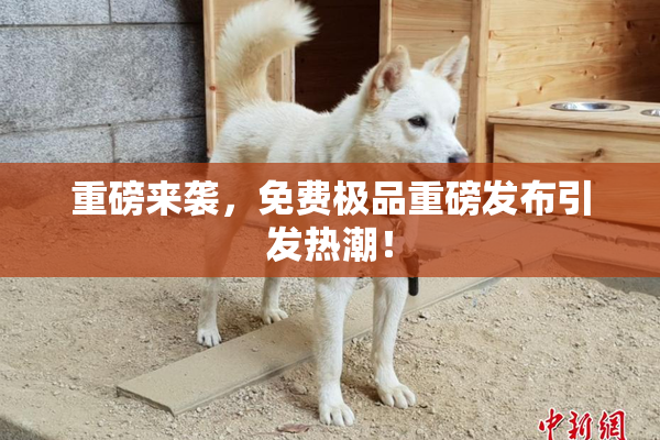 重磅来袭，免费极品重磅发布引发热潮！