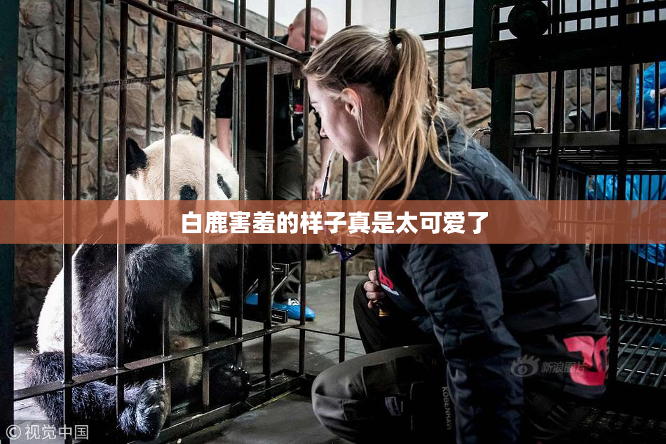 白鹿害羞的样子真是太可爱了