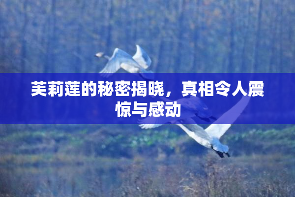 芙莉莲的秘密揭晓，真相令人震惊与感动